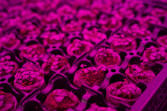 Story für Esquire DeutschlandProtagonistin: Prof. Dr. Heike MempelOrt: Hochschule Weihenstephan-TriesdorfDatum: 19.01.2020Autorin: Conie MorarescuFotograf: Sebastian Gabriel