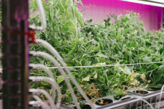 Story für Esquire DeutschlandProtagonistin: Prof. Dr. Heike MempelOrt: Hochschule Weihenstephan-TriesdorfDatum: 19.01.2020Autorin: Conie MorarescuFotograf: Sebastian Gabriel