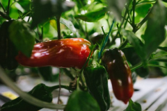 Story für Esquire DeutschlandProtagonistin: Prof. Dr. Heike MempelOrt: Hochschule Weihenstephan-TriesdorfDatum: 19.01.2020Autorin: Conie MorarescuFotograf: Sebastian Gabriel